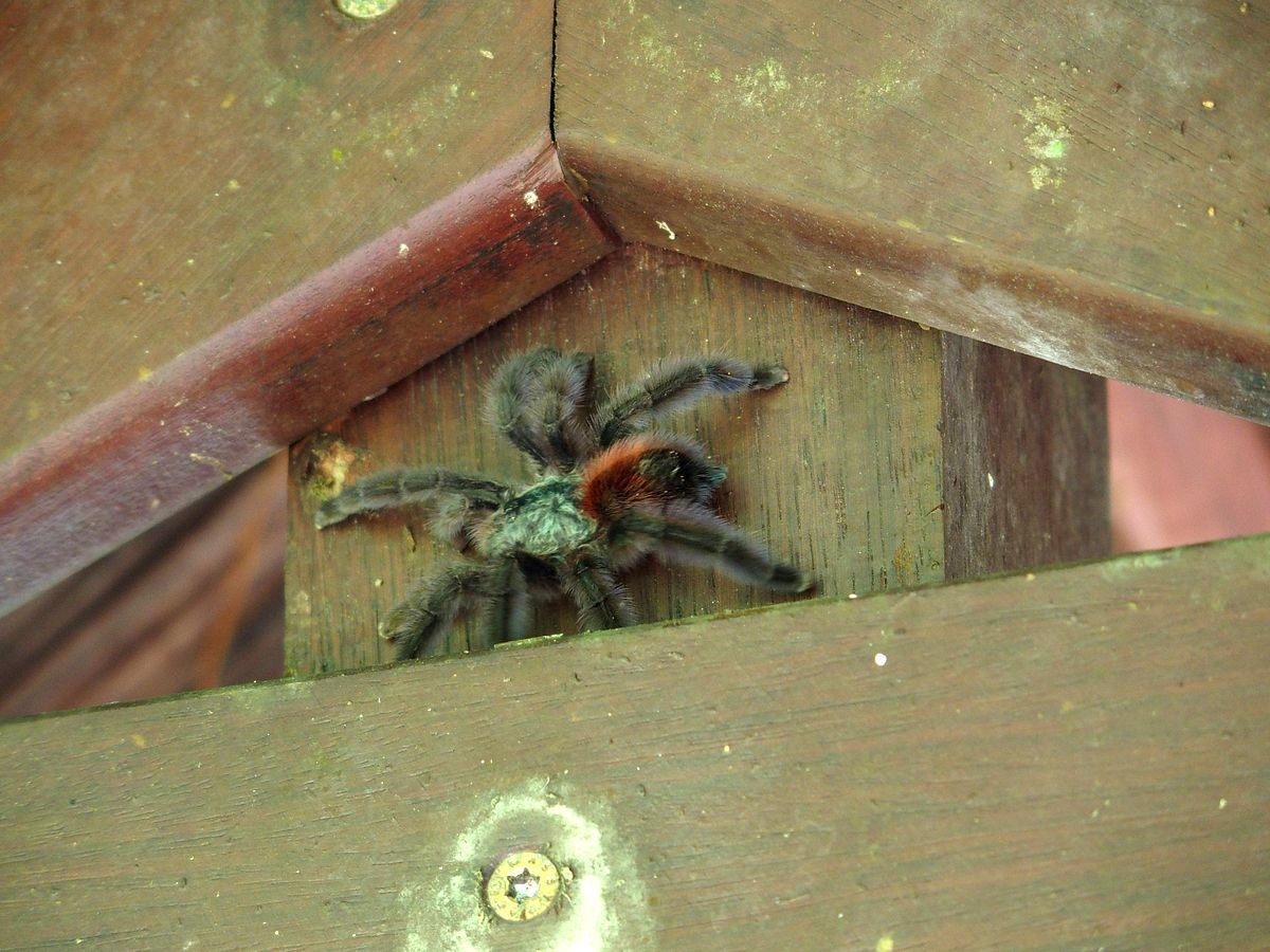 Avicularia versicolor madrpk Martinique